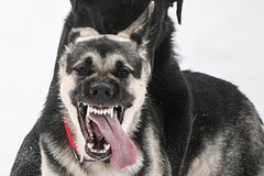 Новые штрафы за выгул собак: за что могут наказать, на какую сумму: Общество: Россия.