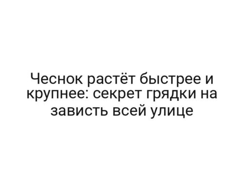 Чеснок растёт быстрее и крупнее: секрет грядки на зависть всей улице