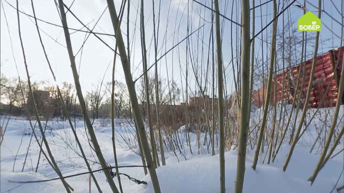 Как правильно заготовить иву для плетения.