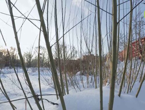 Как правильно заготовить иву для плетения.